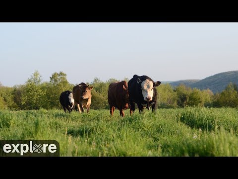 Панорама пастбища в Farm Sanctuary, Уоткинс-Глен