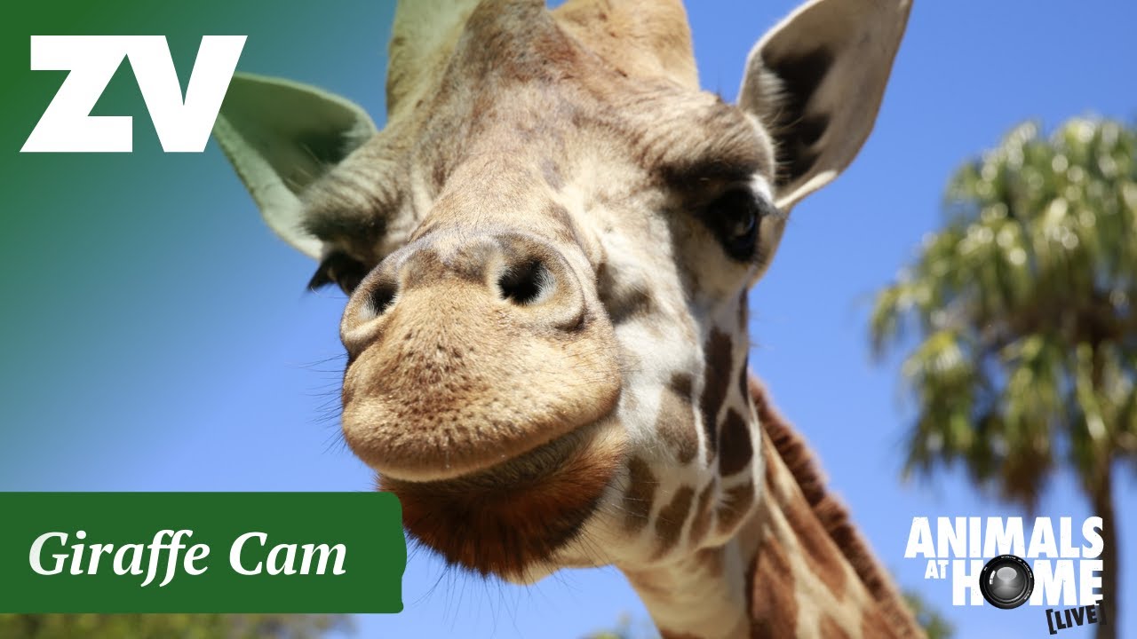 Giraffes at Melbourne Zoo
