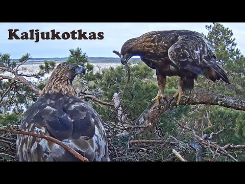 Гнездо беркута (Kaljukotkas)