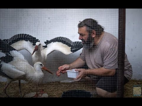 Вольер белых аистов BirdMania