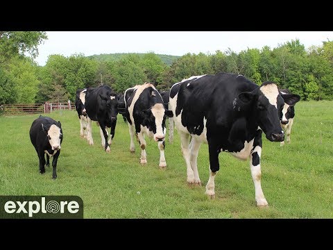 Пастбище с прудом для скота в Farm Sanctuary