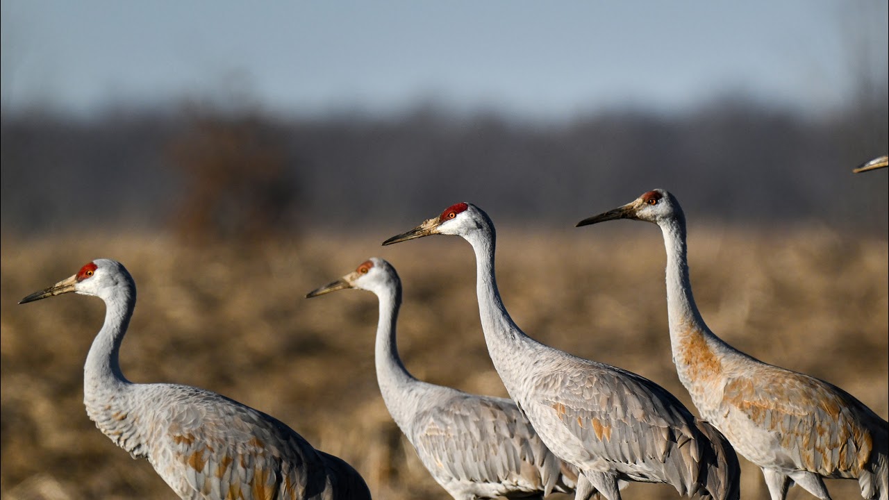 Гнездо сипуховой совы в заповеднике Goose Pond