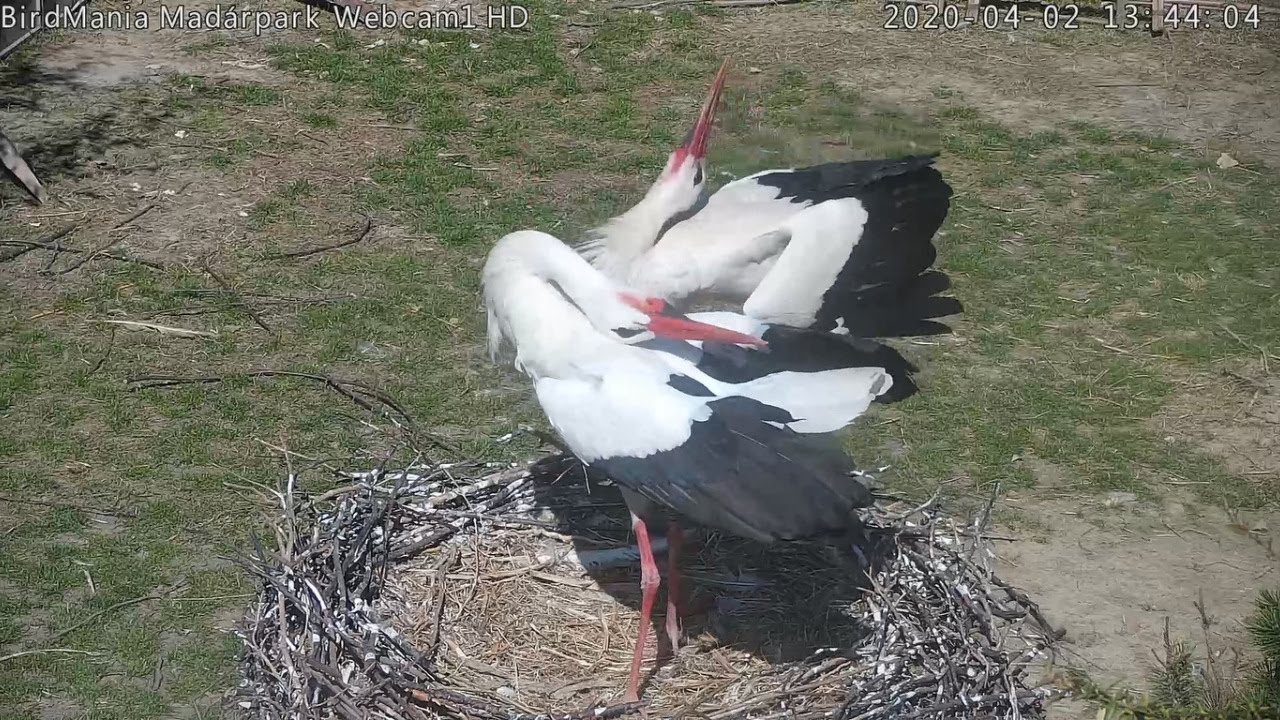 BirdMania, Дёмёш