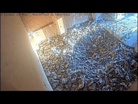 Башенные соколы на Доме Корбюзье
