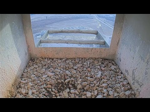 Гнездо сокола на электростанции Иатан