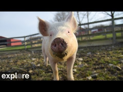 Пастбище Шарлотты в ферме-приюте