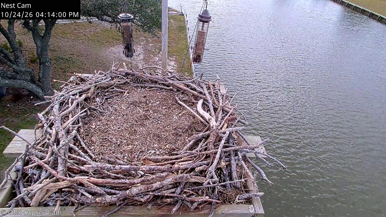 Камера гнезда осоеда (OBX Osprey Cam)