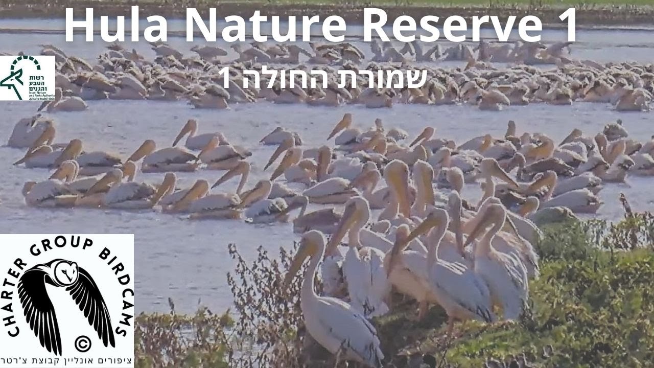 Заповедник Хула — камера для наблюдения за птицами 1