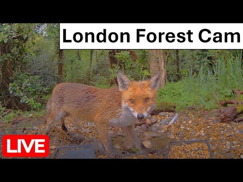 Крок-Рок — дикая природа Финляндии