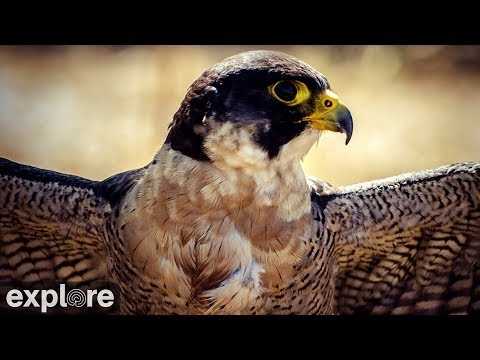 Newman and Elaine's Peregrine Falcon Nest at Great Spirit Bluff