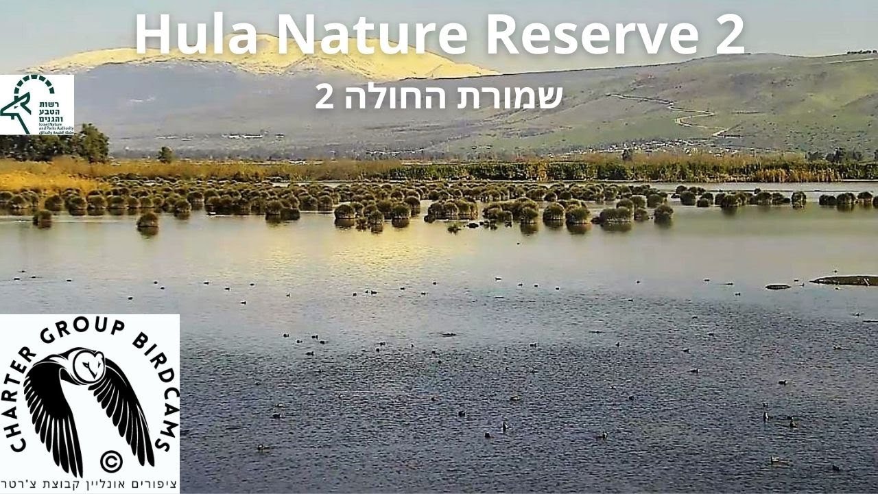 Птичья камера заповедника Хула 2
