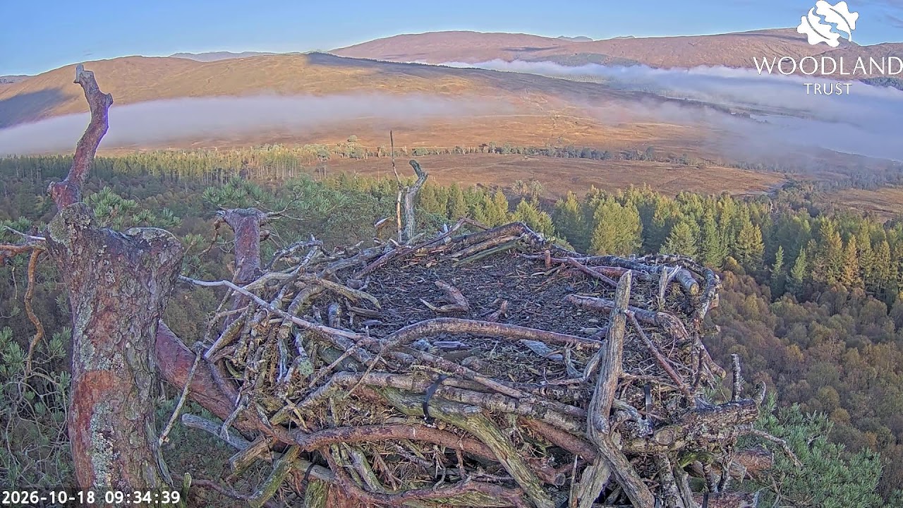 Kamera am Fischadlernest am Loch Arkaig