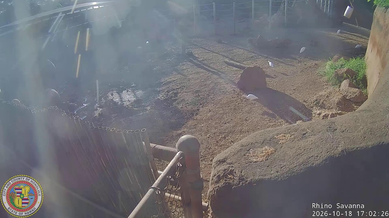 Саванна носорогов в зоопарке Гонолулу