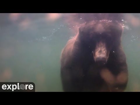 Подводная камера с лососем в национальном парке Катмай