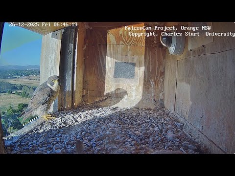 Камера в гнезде FalconCam