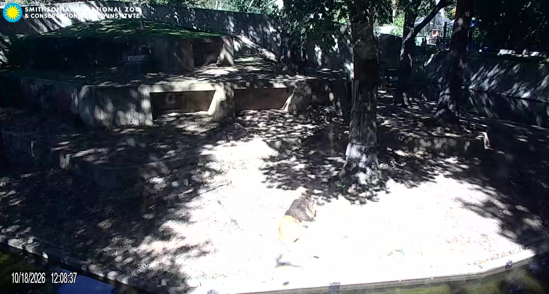Smithsonian Zoo - Lion Cam