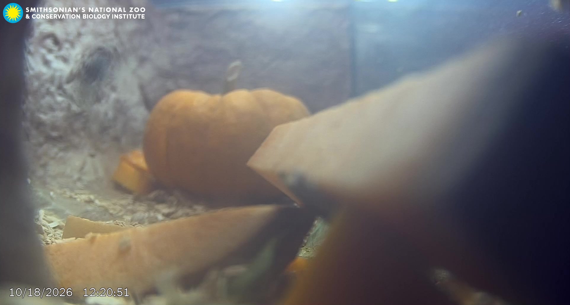 Smithsonian Zoo - Naked Mole-rat Cam 1