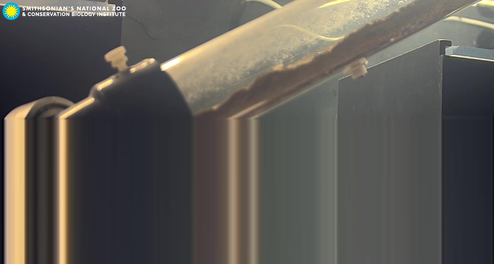 Smithsonian Zoo - Naked Mole-rat Cam 2