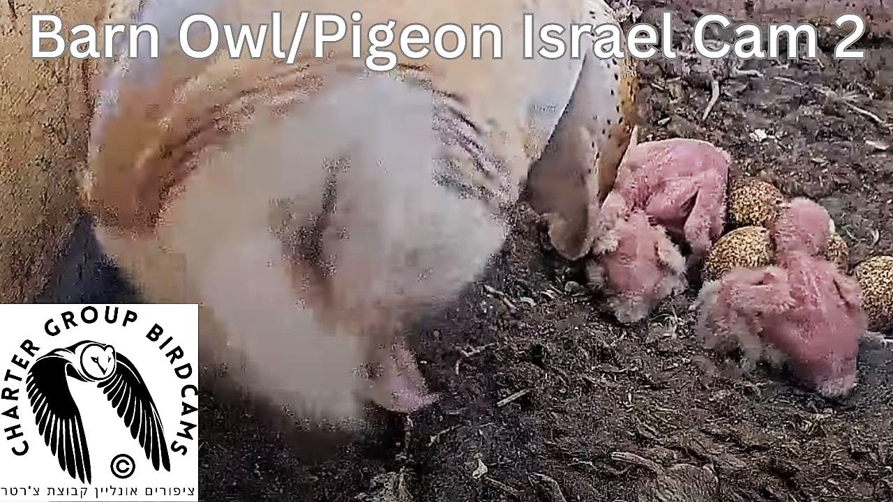 عش بومة الهامة في الحولة، إسرائيل