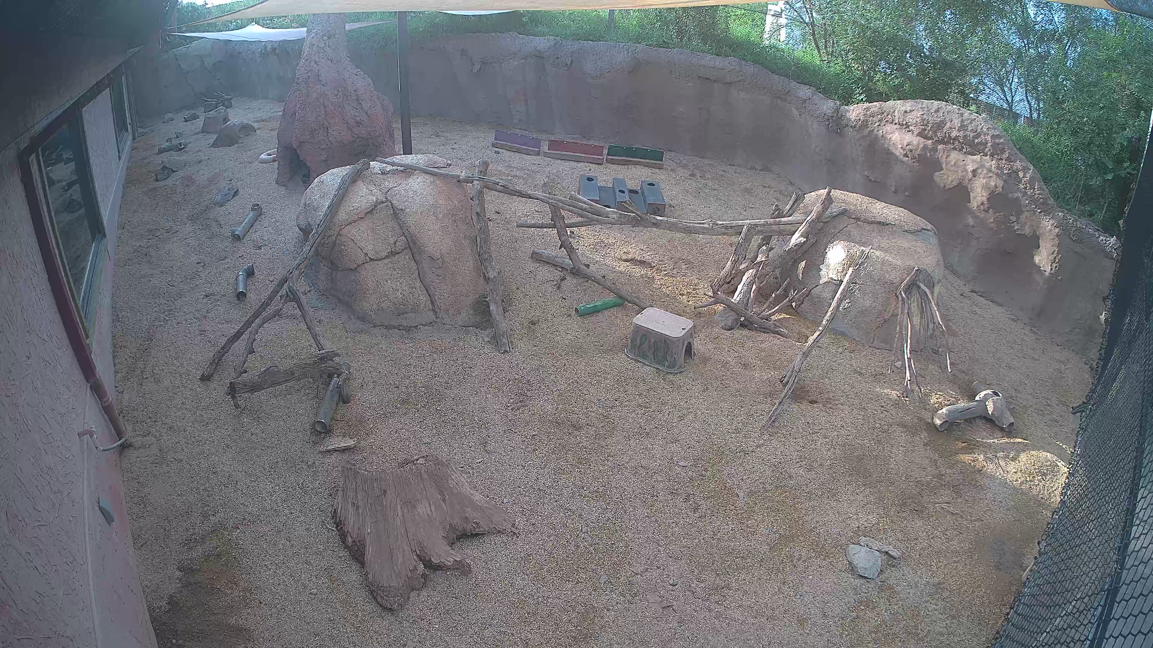 Meerkats at the El Paso Zoo