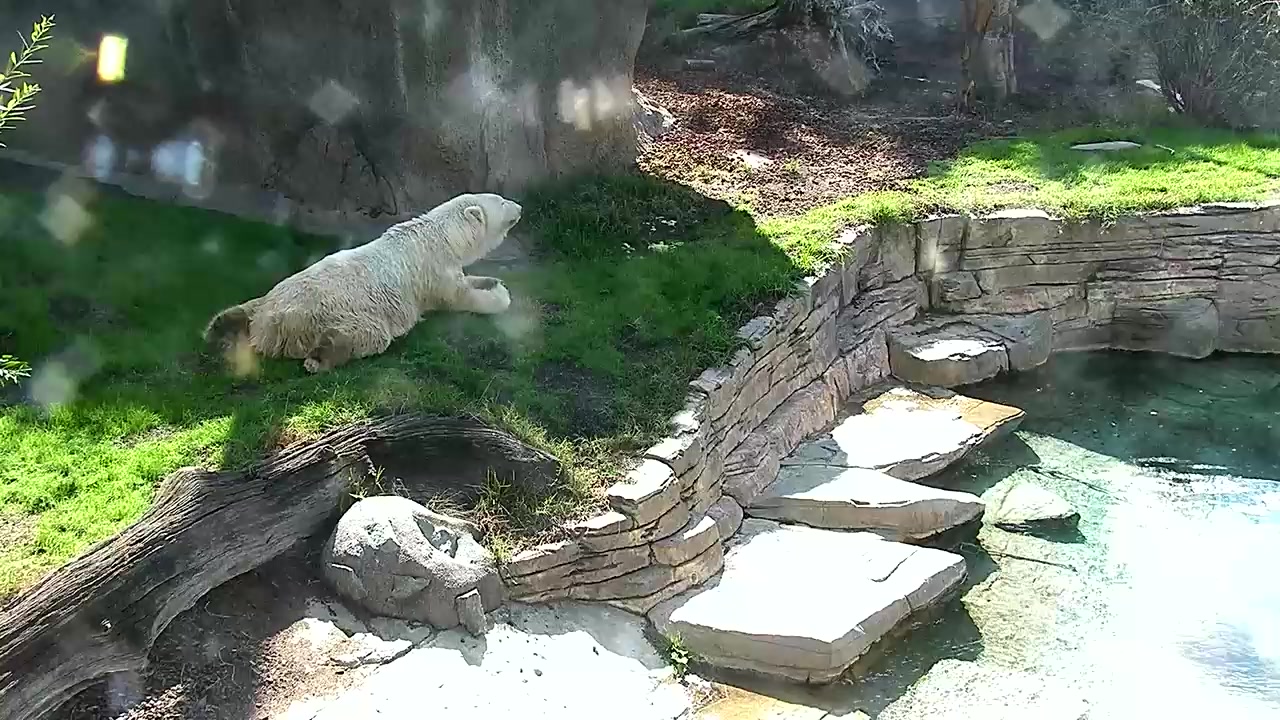 San Diego Zoo, polar bears