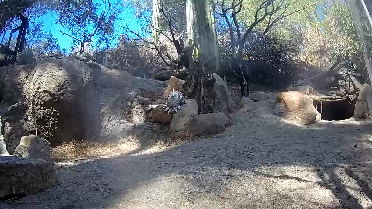 Burrowing Owl at Escondido Safari Park