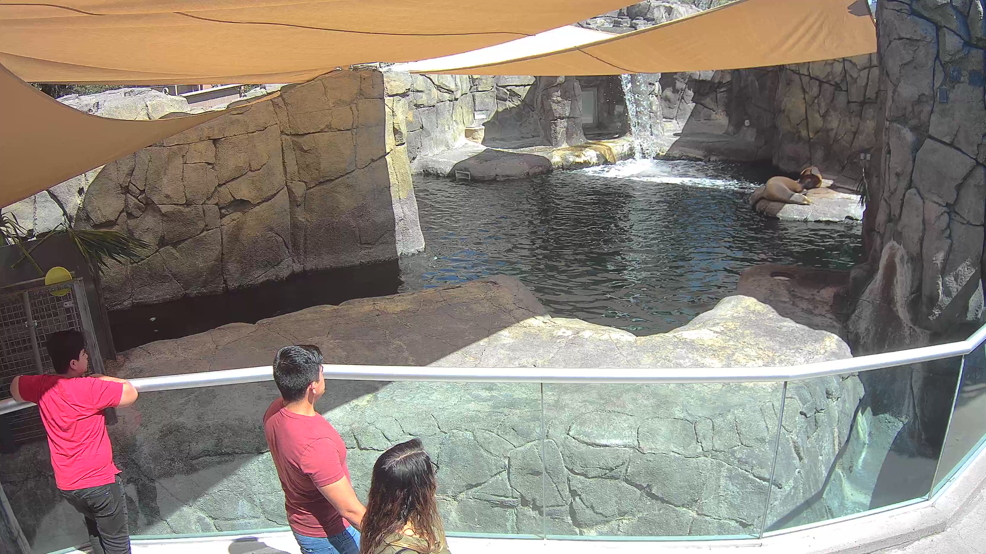 Sea Lions at the El Paso Zoo
